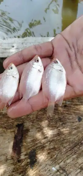 Amanah Olshope bibit ikan Tembakang murah