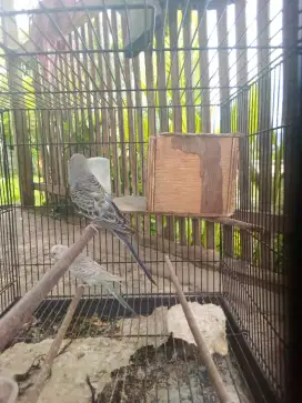 Jual Cepat Burung Parkit Harga Sepasang Siap di kawinkan