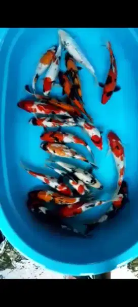 BIBIT IKAN KOI SEMUA UKURAN READY