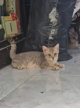kitten British Short Hair (BSH)