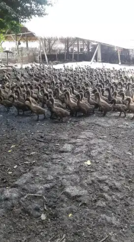 Bebek air jantan siap di potong atau utk dikawinkan jg bisa
