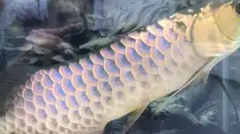 Ikan Arwana Crossback Blue Base /Naga Biru size -+50cm up