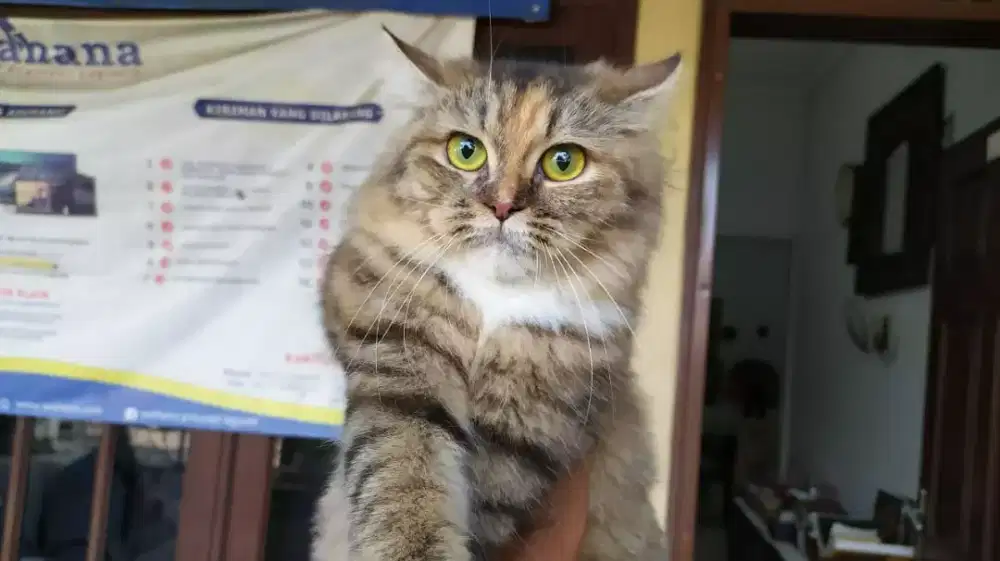 Grooming kucing panggilan