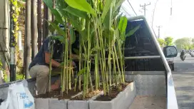 Jual pisang belut,pisang belut,jual pisang hias,tanaman pisang