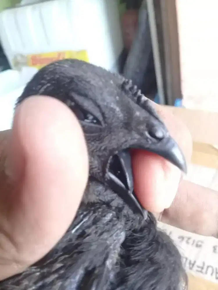 Sepasang ayam cemani LH anakan