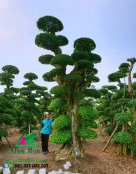 Jual Bonsai Taman dan Pohon Pule Untuk Taman, Tukang Taman