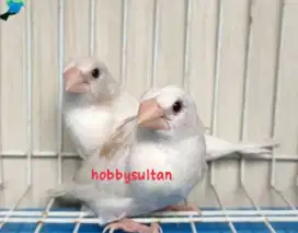 Burung emprit Jepang asli newah