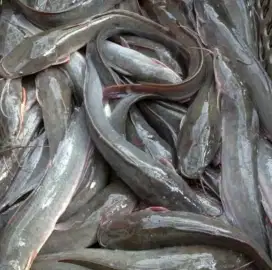 IKAN LELE SEGAR ( KONSUMSI )