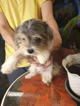 chihuahua maltese pom shitzu rss