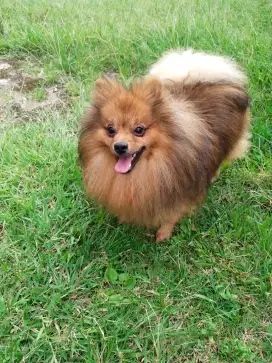 Pomerian Minipom