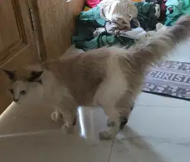 Kucing persia jenis ragdoll pejantan