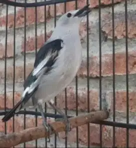 Burung jalak kapas