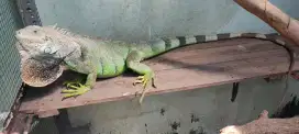 Iguana indukan jumbo