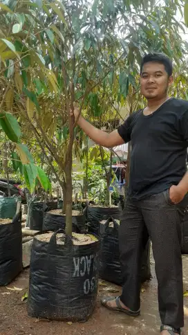 Pohon durian musangking tinggi 2 meter