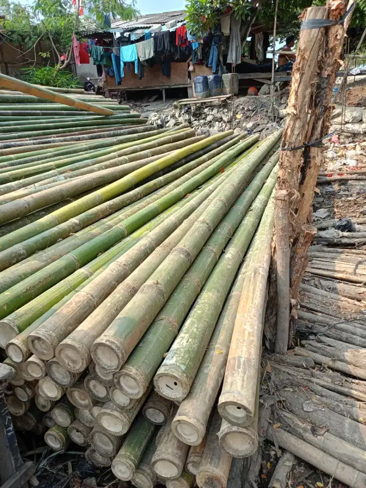 Jual bambu cerucuk