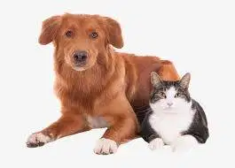 GROOMING PANGGILAN TERDEKAT DI TANGERANG DOG DAN CAT