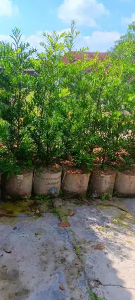 JUAL TANAMAN [ HARGA PROYEK ] - GREEN ROHMAT