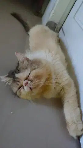Kucing peaknose exo jasa pacak