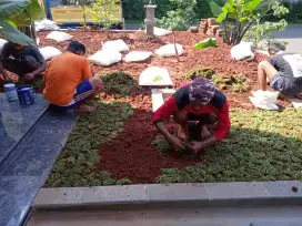 Pasang rumput gajah mini plus tanah