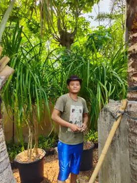 Jual pohon pandan laut
