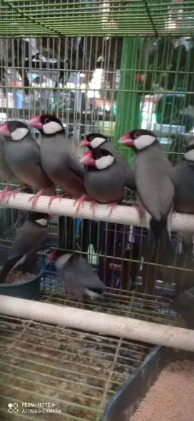 Burung gelatik istimewa