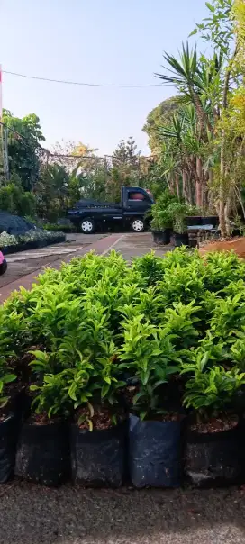 Jual Tanaman Hias dan Harga proyek