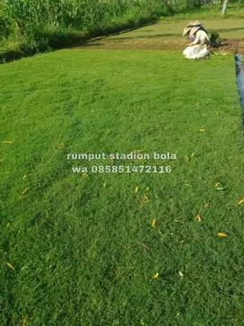 Harga Supplier Rumput Stadion Lapangan Zoysia Matrella Bogor