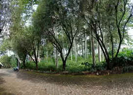 Tanah Kebun Jabon lokasi bagus di Puncak