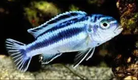 Ikan Lemon Kecil Cocok Untuk Ikan Terapi