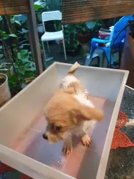 Dog mini chihuahua shitsu