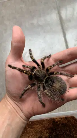 Labalaba Tarantula Grammostola pulchripes Betina