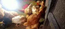 Anak ayam petelur merah usia  3 bln