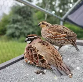 Burung Puyuh Amerika Sepasang