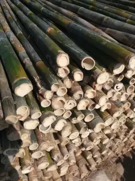 Jual bambu steger,tiang cor,umbul umbul,gombong