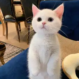 vaksin kucing surabaya