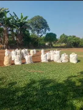 Jual rumput gajah mini hijau