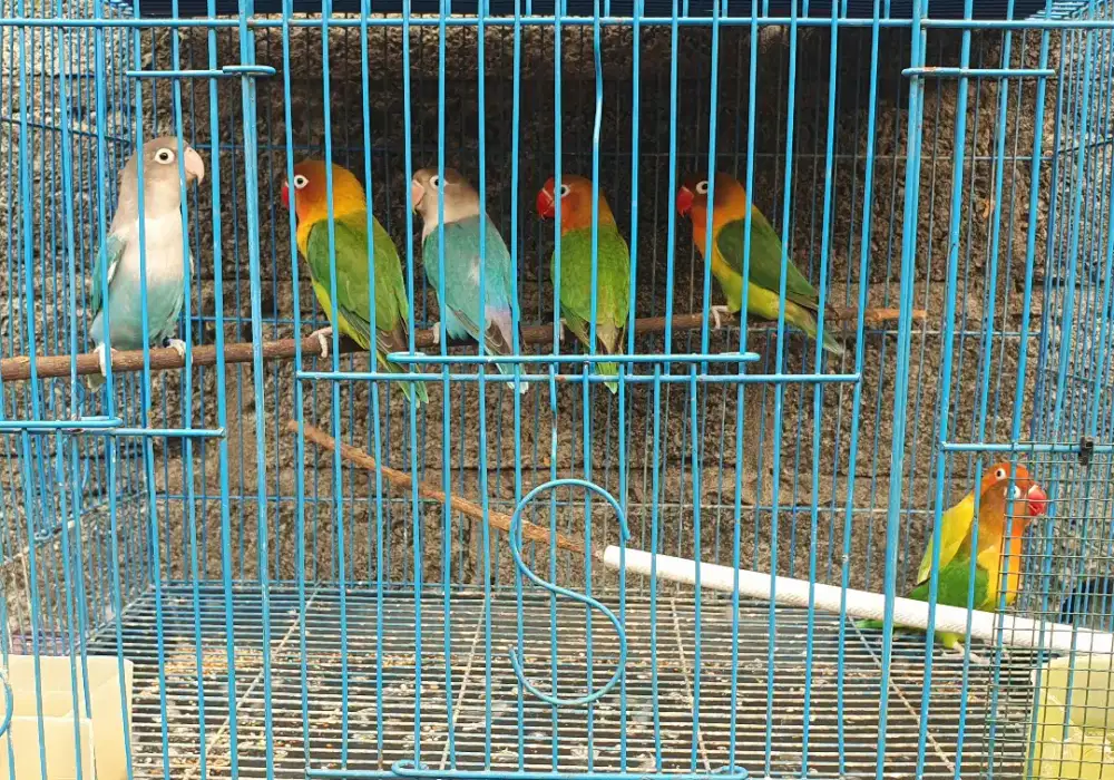 Terlaris Burung Lovebird Bisa Dikirim Keseluruh Indonesia