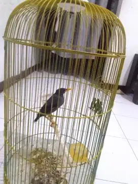 Di jual burung jalak kebo