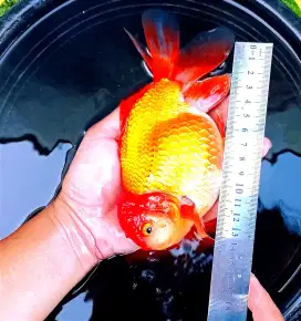 Ikan Koki Oranda