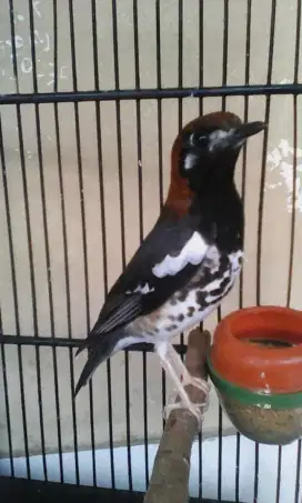 Anis kembang anakan