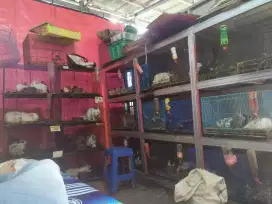 Jual indukan kelinci lokal borongan