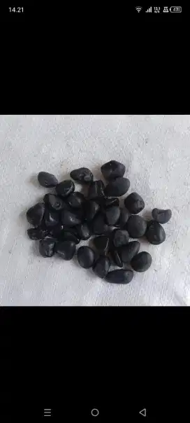 Batu Koral hitam