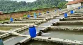Kolam deras 81 jalur. Lt 1,6 Ha Mntaaap