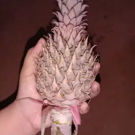 Buah nanas muda (pelancar haid)