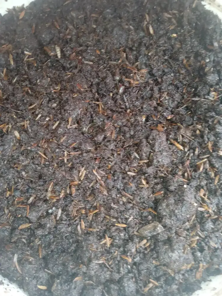 Media tanaman pupuk organik organic KOHE kohe hasil fermentasi 1 KG kg
