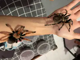 Labalaba Tarantula Brachypelma Boehmei