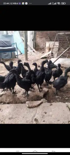 Ayam cemani umur 4 bulan