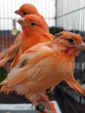 Anakan burung kenary kenari canary merlok