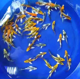 Ikan koi kumpai