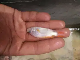 Bibit ikan nila merah